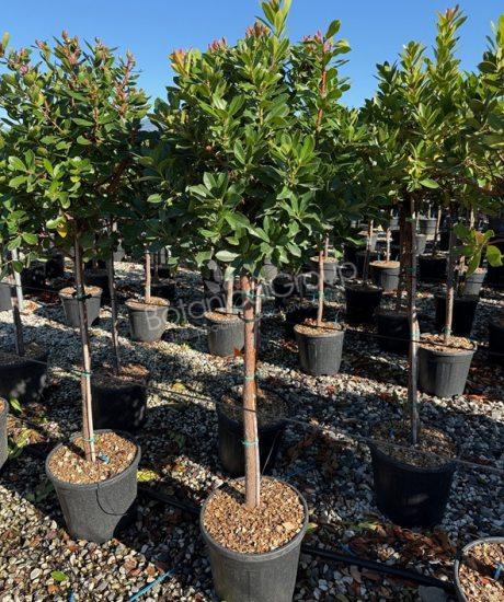 Arbutus unedo - Erdbeerbaum