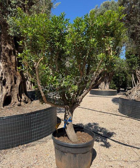 Arbutus unedo - Erdbeerbaum