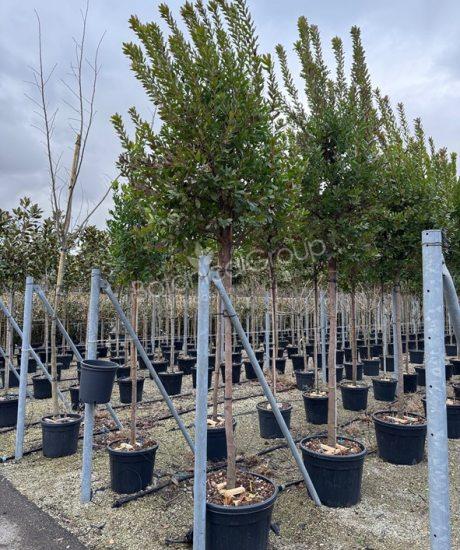 Arbutus unedo - Erdbeerbaum