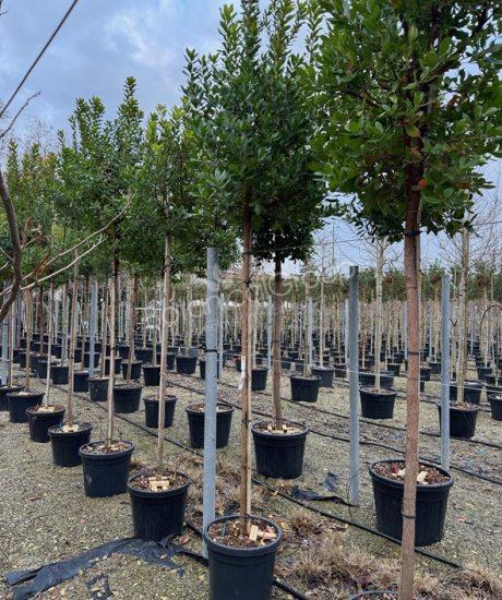 Arbutus unedo - Erdbeerbaum