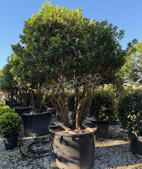 Arbutus unedo - Erdbeerbaum