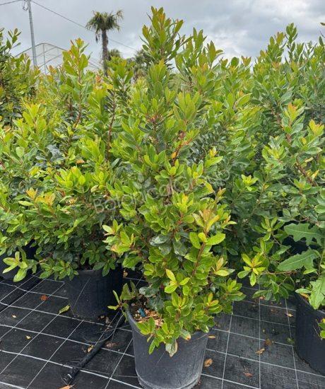 Arbutus unedo - Erdbeerbaum