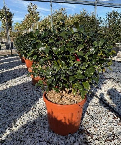 Camelia japonica - Kamelie