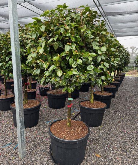 Camelia japonica - Kamelie