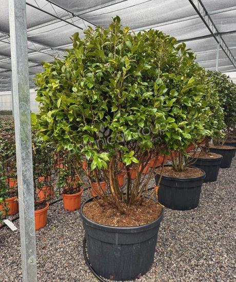 Camelia japonica - Kamelie