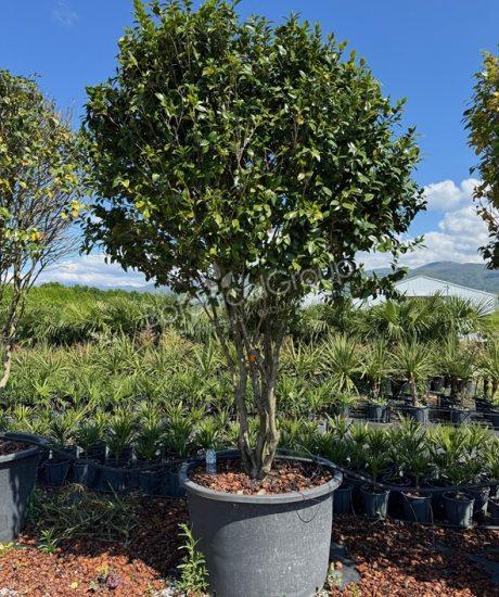 Camelia japonica - Kamelie