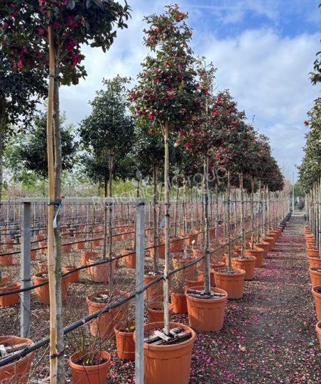 Camelia sasanqua - Kamelie