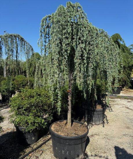 Cedrus atlantica 'Glauca pendula' - Atlas-Zeder