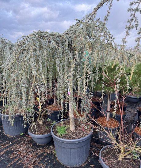 Cedrus atlantica 'Glauca pendula' - Atlas-Zeder