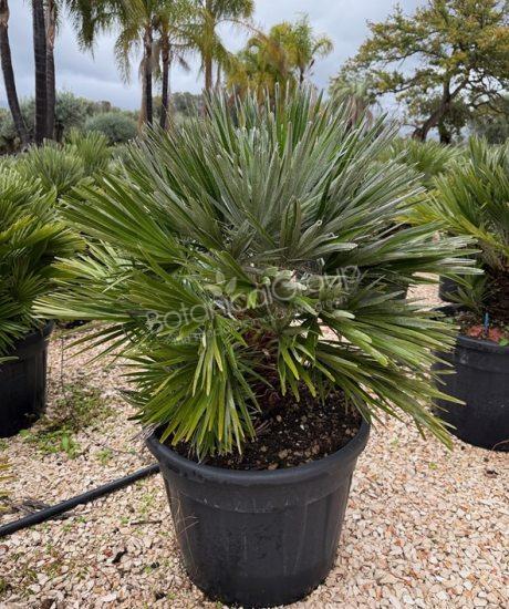 Chamaerops humilis 'Nana' - Europäische Zwergpalme