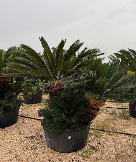 Cyca revoluta - Sago-Palmfarn