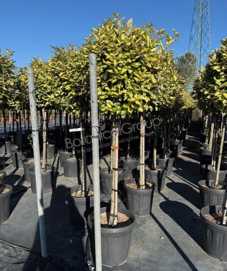 Elaeagnus ebbingei 'Maryline' - Ölweide