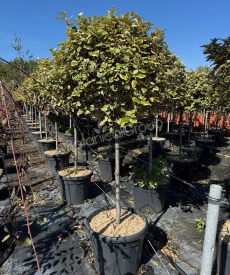 Elaeagnus ebbingei 'Vivileg' - Ölweide