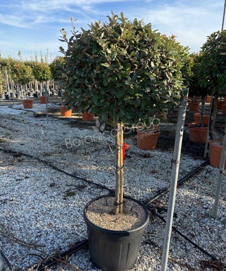 Elaeagnus ebbingei - Ölweide