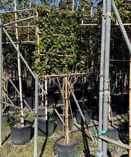 Elaeagnus ebbingei - Ölweide