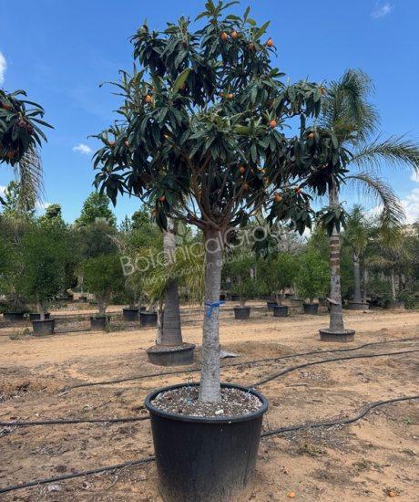 Eriobotrya japonica - Japanische Wollmispel