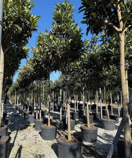 Eriobotrya japonica - Japanische Wollmispel