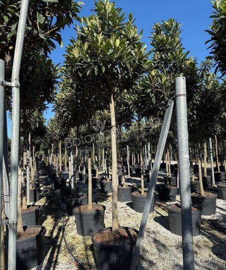 Eriobotrya japonica - Japanische Wollmispel