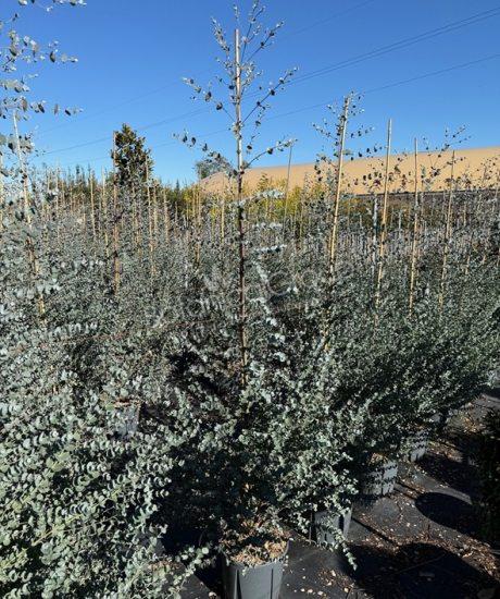 Eucalyptus gunnii 'Azura' - Eukalyptus