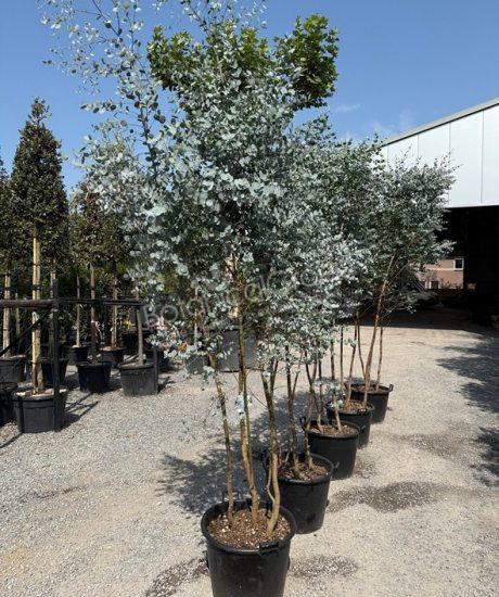 Eucalyptus gunnii 'Azura' - Eukalyptus