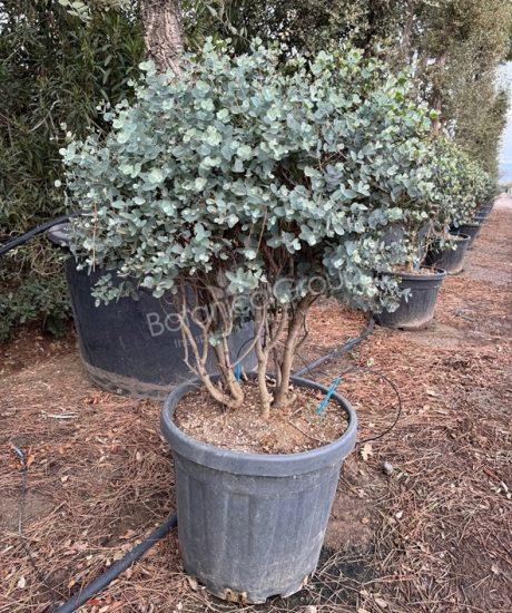 Eucalyptus gunnii 'Azura' - Eukalyptus