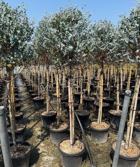 Eucalyptus gunnii 'Azura' - Eukalyptus