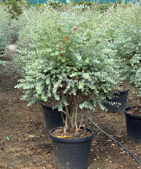 Eucalyptus gunnii 'Azura' - Eukalyptus