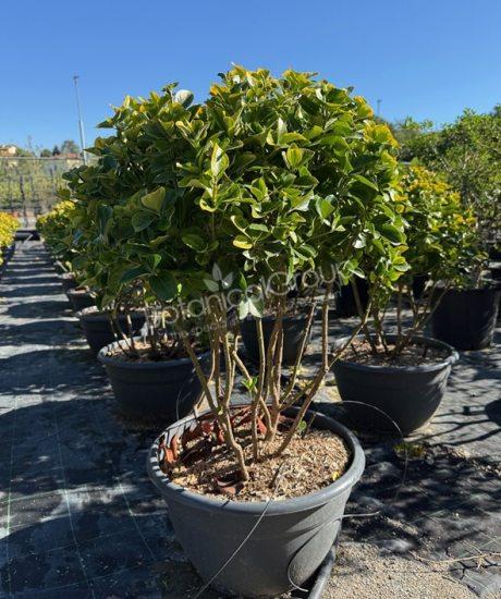 Euonymus japonicus 'Aureus' - Japanischer Spindelstrauch