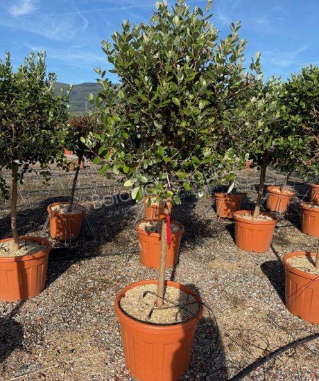 Feijoa sellowiana - Ananas-Guave