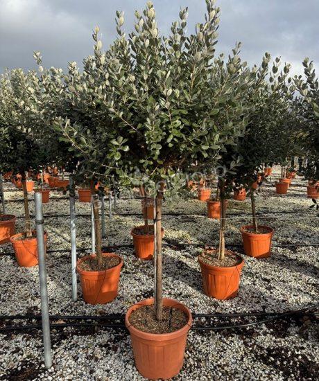 Feijoa sellowiana - Ananas-Guave