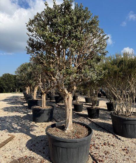 Feijoa sellowiana - Ananas-Guave