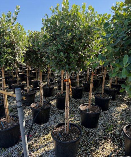 Feijoa sellowiana - Ananas-Guave