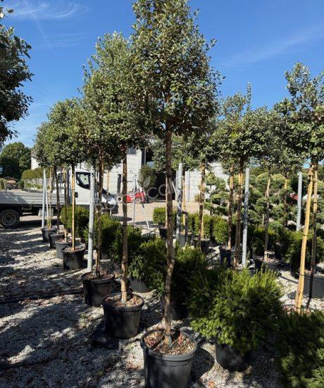 Feijoa sellowiana - Ananas-Guave