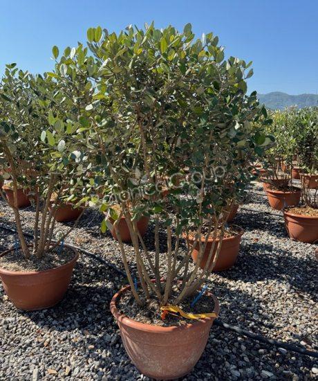 Feijoa sellowiana - Ananas-Guave