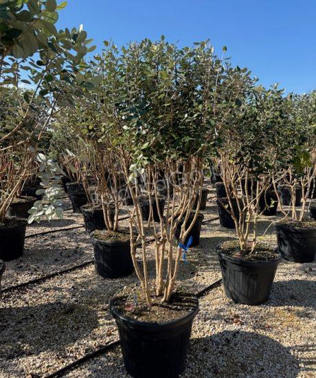 Feijoa sellowiana - Ananas-Guave