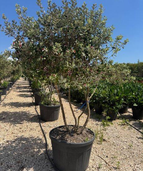 Feijoa sellowiana - Ananas-Guave