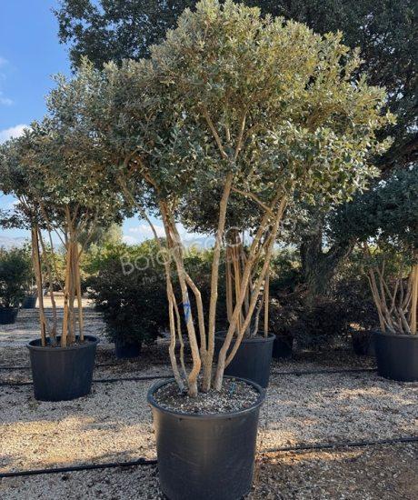 Feijoa sellowiana - Ananas-Guave