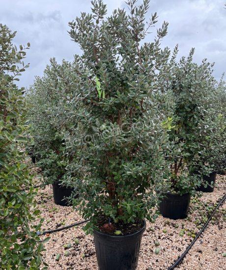 Feijoa sellowiana - Ananas-Guave