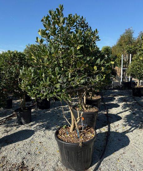 Ilex 'Nellie Stevens' - Stechpalme