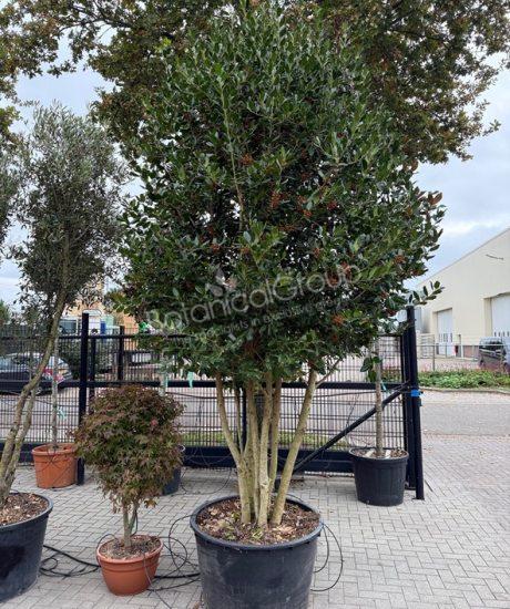 Ilex 'Nellie Stevens' - Stechpalme