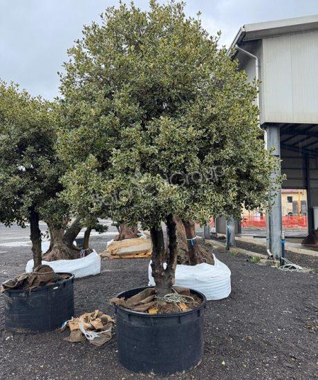 Ilex aquifolium 'Variegata Aurea' - Stechpalme
