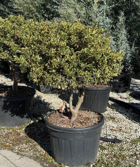 Ilex aquifolium 'Variegata Aurea' - Stechpalme