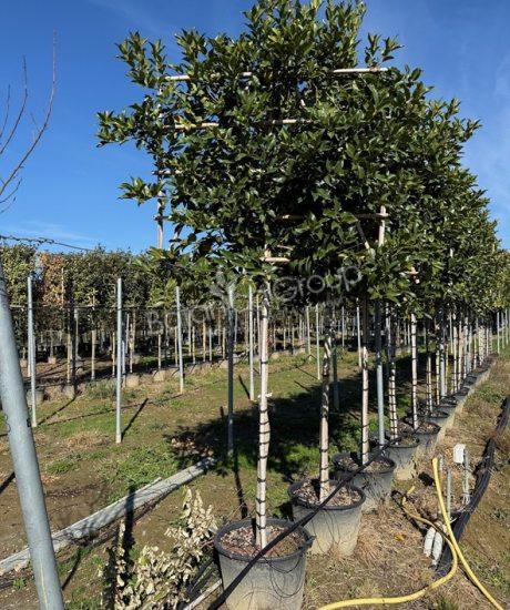 Ilex x koehneana 'Chestnut Leaf' - Stechpalme