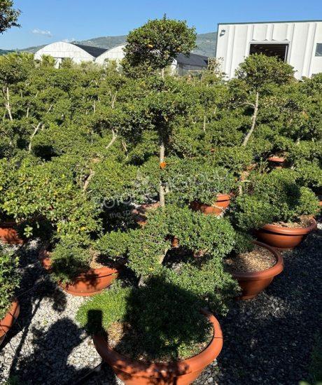 Ilex crenata 'Kinme'