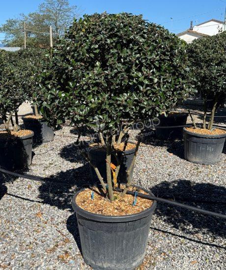 ilex meserveae 'Blue Prince' - Stechpalme