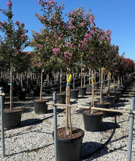 Lagerstroemia indica - Kreppmyrte