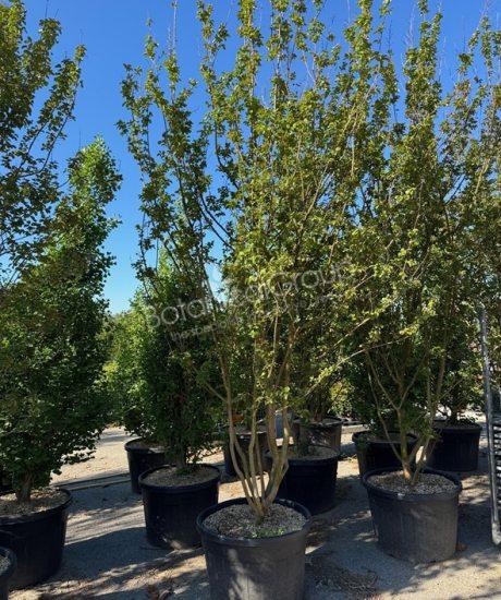 Lagerstroemia indica - Kreppmyrte