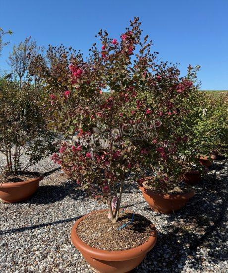 Lagerstroemia indica - Kreppmyrte