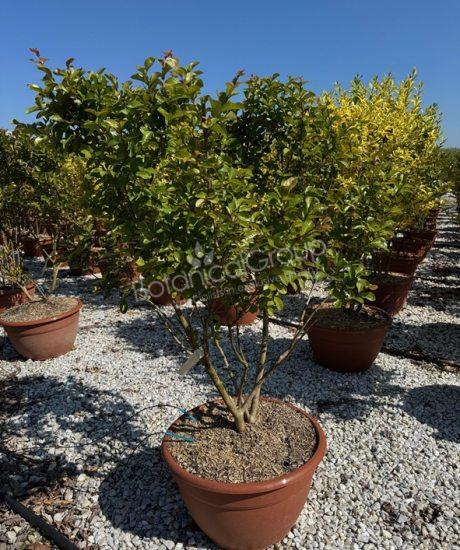 Lagerstroemia indica - Kreppmyrte