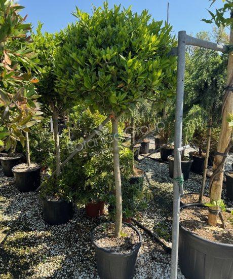 Laurus nobilis - Echter Lorbeer